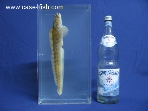 Foto Galerie/Perciformes/Cottoidei/Zoarces viviparus/Zoarces viviparus_08_S.jpg